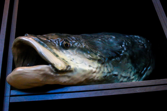 ピラルクのハンドメイドの魚模型 ハンドメイド 82cmピラルク 置き物 オブジェ 魚模型 古代魚 熱帯魚