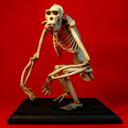 ニホンジカ 縮小全身骨格模型【 約19㎝ 】【3Dスキャン】 その他置物