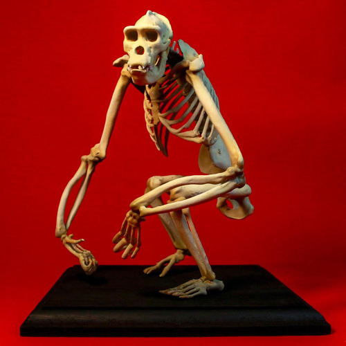 受注生産】ゴリラ 縮小全身骨格レプリカ【 台座付き 】 その他置物