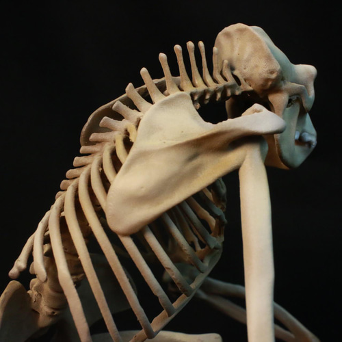 受注生産】ゴリラ 縮小全身骨格レプリカ【 台座付き 】 その他置物