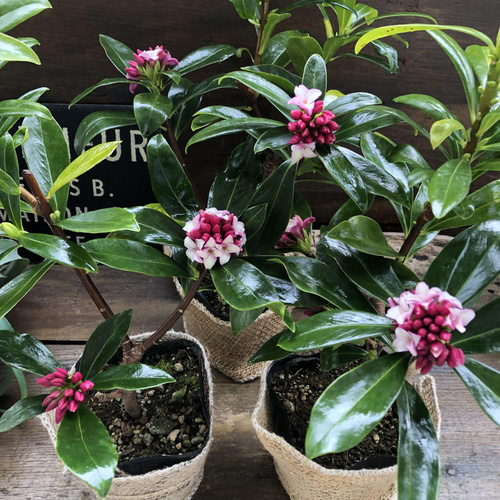 沈丁花♡赤花♡香る花♡ガーデニング アートフラワー パリジェンヌ