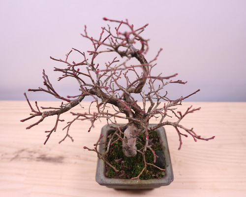 8e3b0e9ff3fff6e54e016477e2267b