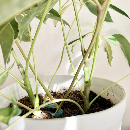 一点もの】希少種 ツピタンサス 斑入り 2株 10号 大型 送料無料 レア