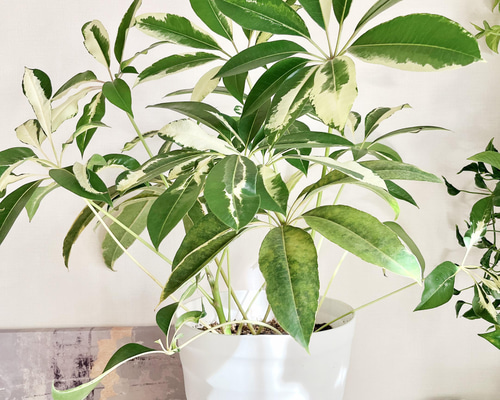 3f7beb5ebbd3ee7b8b5ce7825736a1