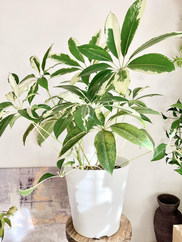 一点もの】希少種 ツピタンサス 斑入り 2株 10号 大型 送料無料 レア