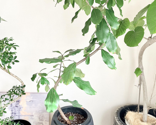 フィカス リン 希少 らせん状 観葉植物 大きいです フィカス