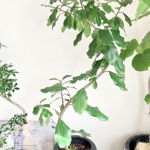 一点もの】希少種 フィカスリン 曲がり 8号 送料無料 レア その他