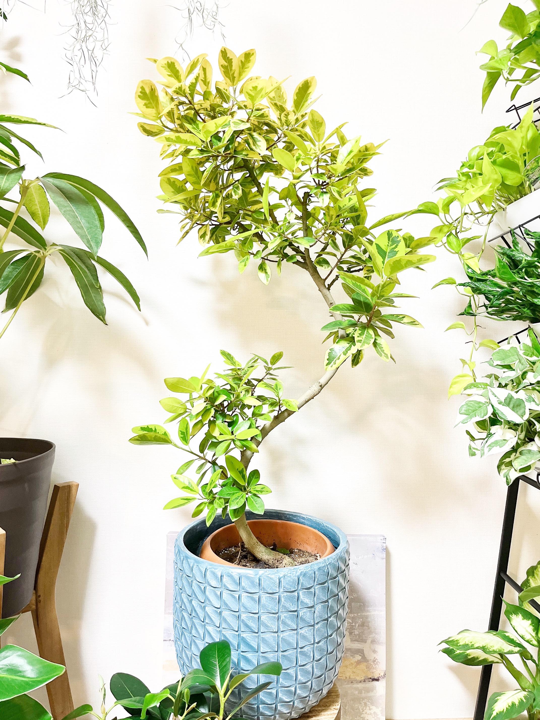 一点もの】観葉植物 希少 斑入り フランスゴム ユキ 曲がり 8号 レア