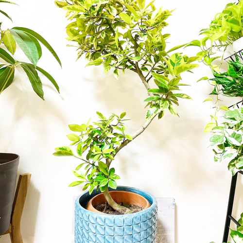 一点もの】観葉植物 希少 斑入り フランスゴム ユキ 曲がり 8号 レア