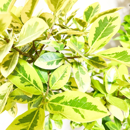 一点もの】観葉植物 希少 斑入り フランスゴム ユキ 曲がり 8号 レア