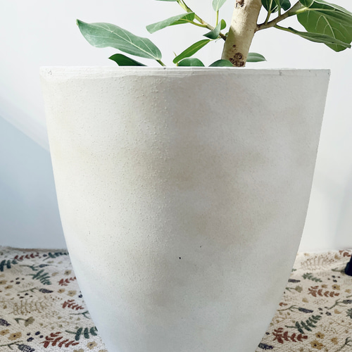 フィカス ベンガレンシス 曲がり 観葉植物 calm cafe 多肉植物 calm