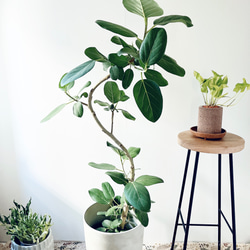 フィカス ベンガレンシス 曲がり 観葉植物 calm cafe 多肉植物 calm