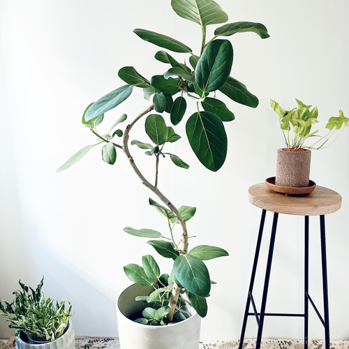 フィカス アフリカンプリンス レア 希少 観葉植物 ゴムの木 NO6