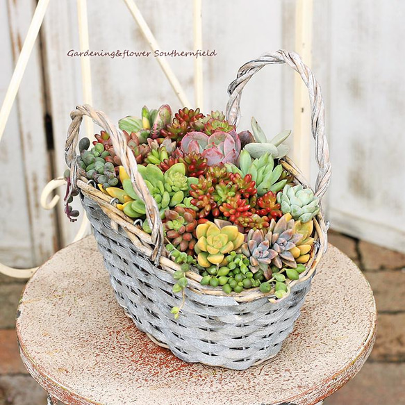 多肉植物寄せ植え ギャザリング エケベリア＆セダム ナチュラル