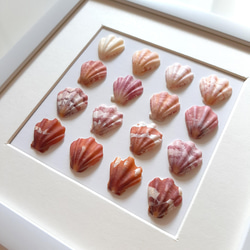 〈かわいいピンク色の貝〉貝殻アート 2枚目の画像