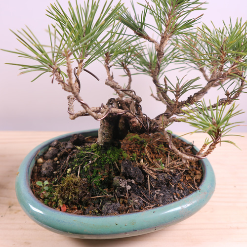 黒松　盆栽　小品　実生樹齢約15年 2-1 黒松 小品盆栽 実生15年 根がフトイ 盆栽 極 通販 13386091