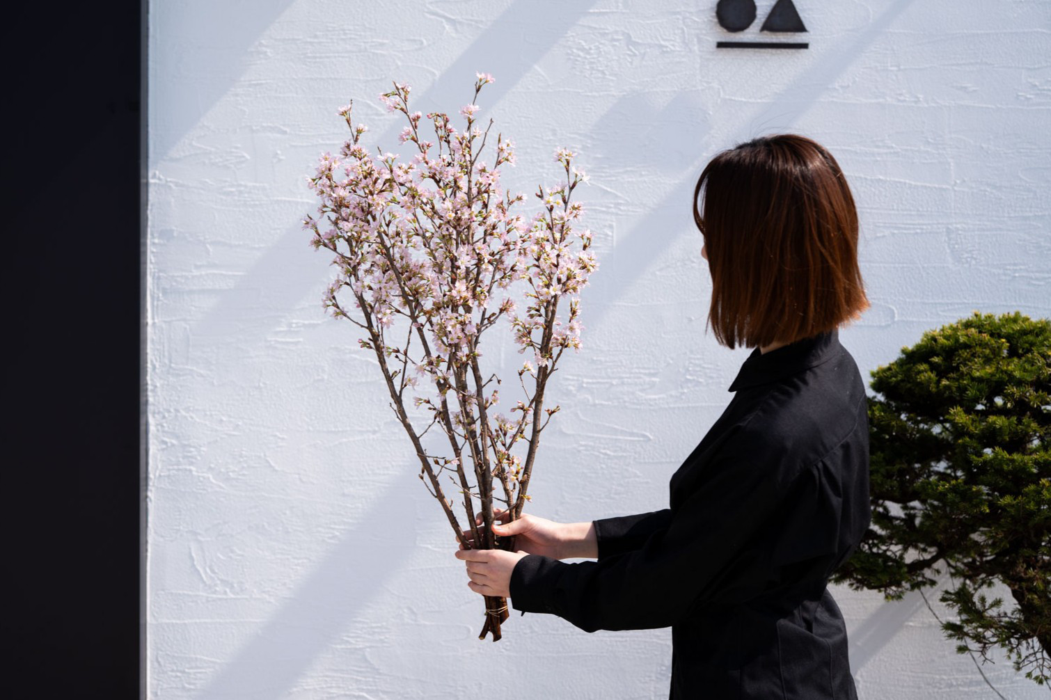 啓翁桜｜Lサイズ【単品】