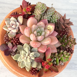 多肉植物＊1点のみ!!＊気まぐれ寄せ植え＊紅葉タイプ♡ 多肉植物 ＊N