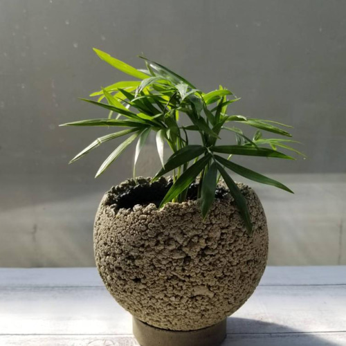 FP1262 カラー 小 丸鉢 セメント鉢 コンクリート鉢 植木鉢