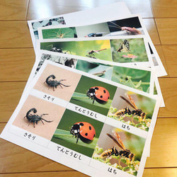☆モンテッソーリ☆ 昆虫絵カード 3枚目の画像