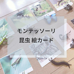 ☆モンテッソーリ☆ 昆虫絵カード 1枚目の画像