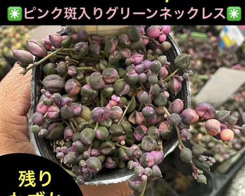 17048e38a179626cd7455bc9515555