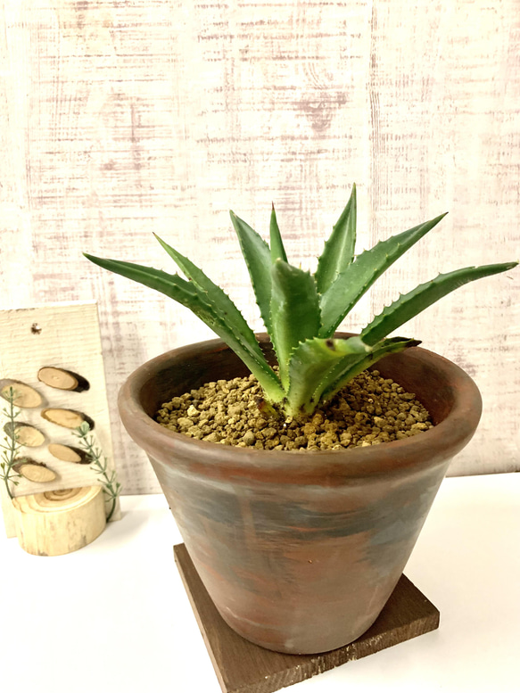 アガベ デシピエンシス 20センチ株 多肉植物 キコリ 通販