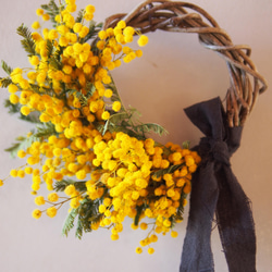 創作キュウイツルスワッグ　ミモザ＆高砂ユリイエロー 創作キュウイツルスワッグ ミモザ＆高砂ユリイエロー スワッグ