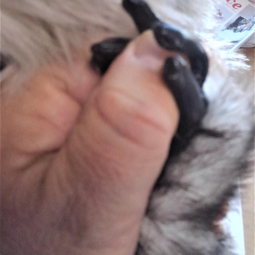 受注生産・アライグマのぬいぐるみ(テディベアコンベンション 受注生産・アライグマのぬいぐるみ(テディベアコンベンション