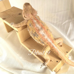 羊毛フェルト☆フトアゴヒゲトカゲun 羊毛フェルト ペトラ119 通販