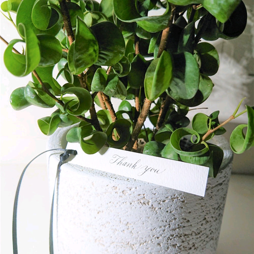 ○数量限定○新作○”フィカス・ベンジャミンバロック 鉢/受け皿セット