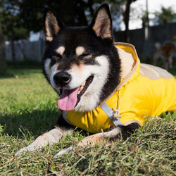 柴犬大学MITの高品質な犬のレインコートは、中小型犬のために着脱が簡単です 5枚目の画像