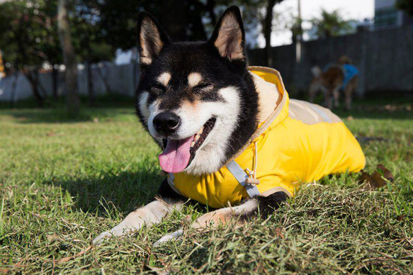 柴犬大学MITの高品質な犬のレインコートは、中小型犬のために着脱が簡単です 5枚目の画像