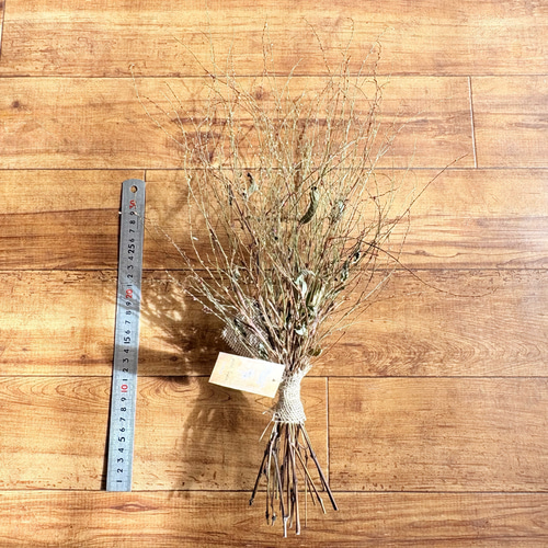 ミズヒキ 花2色 スワッグ 46cm ＊ 水引 山野草 ドライフラワー