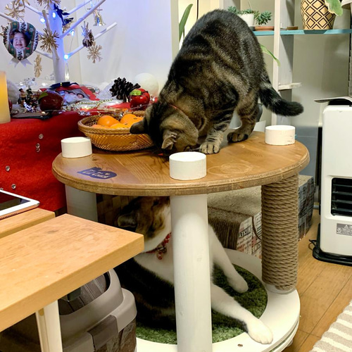 テーブルからネコさんが顔を出す!「キャットカウチ」【猫穴 テーブルからネコさんが顔を出す!「キャットカウチ」【猫穴