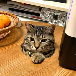 テーブルからネコさんが顔を出す！「キャットカウチ」【猫穴テーブルセット】 5枚目の画像