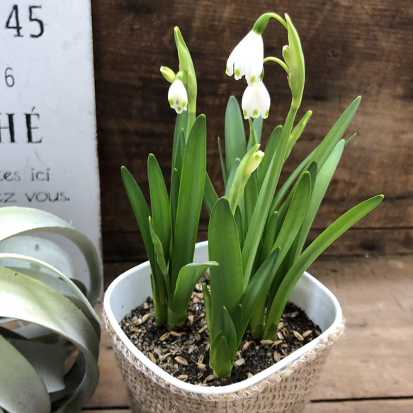 スノーフレーク♡スズランスイセン♡スズランの花♡ガーデニング♡ 2枚目の画像