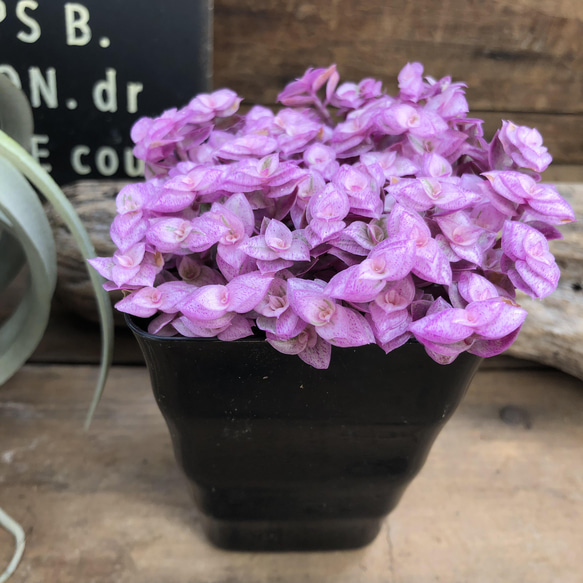 カリシアロザート♡偏光ピンク♡多肉植物♡観葉植物 2枚目の画像