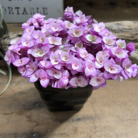 カリシアロザート♡偏光ピンク♡多肉植物♡観葉植物 6枚目の画像