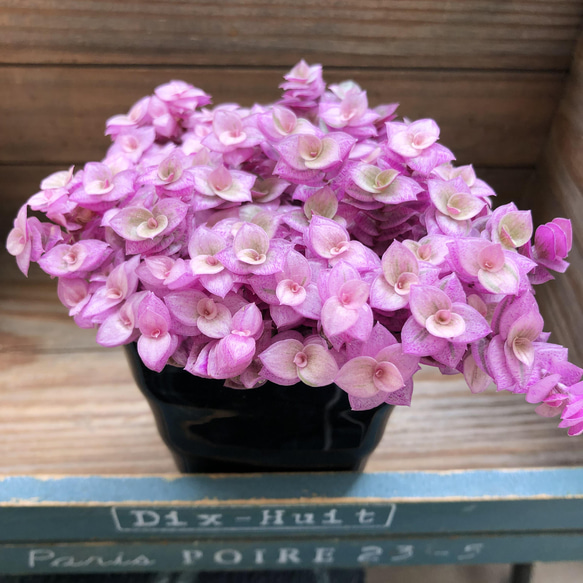 カリシアロザート♡偏光ピンク♡多肉植物♡観葉植物 8枚目の画像