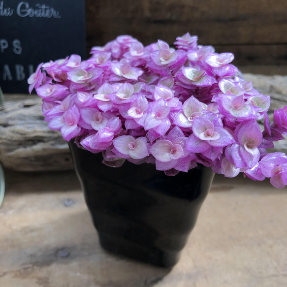 カリシアロザート♡偏光ピンク♡多肉植物♡観葉植物 9枚目の画像