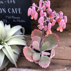 ふっくら可愛いピンクの花が咲く♡ カランコエ リンリン♡大人気♡ベル型の花♡カランコエ♡多肉植物 アートフラワー