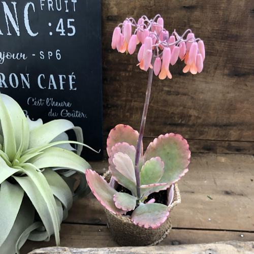 リンリン♡大人気♡ベル型の花♡カランコエ♡多肉植物 アートフラワー