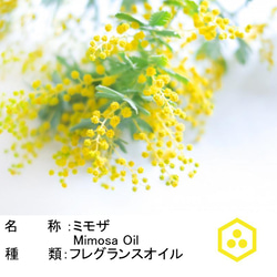 NOTO ミモザのフレグランスアロマオイル10ml Mimosa フレグランスオイル 3枚目の画像