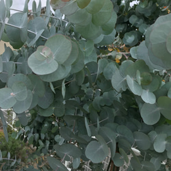 香り立つ無農薬　ユーカリ4種とかすみ草のボリュームスワッグ　銀世界　ポポラス　パルブラ 9枚目の画像