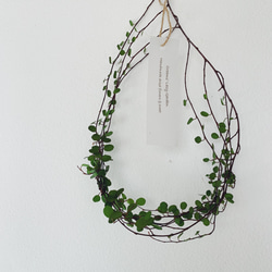 ドライミモザ（スワッグ40）とワイヤープランツリースC 4枚目の画像