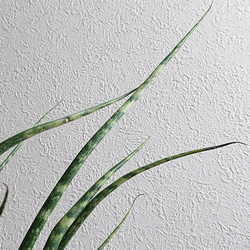 ●空気浄化植物●新作●美形　希少　”サンスベリア　ファーンウッド　鉢付き（セメント製）”エコプラント　多肉植物　観葉植物 4枚目の画像