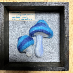 羊毛フェルト・モエギタケモドキ標本箱 1枚目の画像
