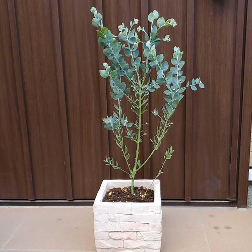 パールアカシア レンガ風石膏鉢植え 苗 ミモザ オージープランツ