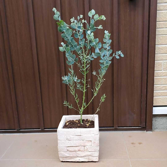 パールアカシア レンガ風石膏鉢植え 苗 ミモザ オージープランツ